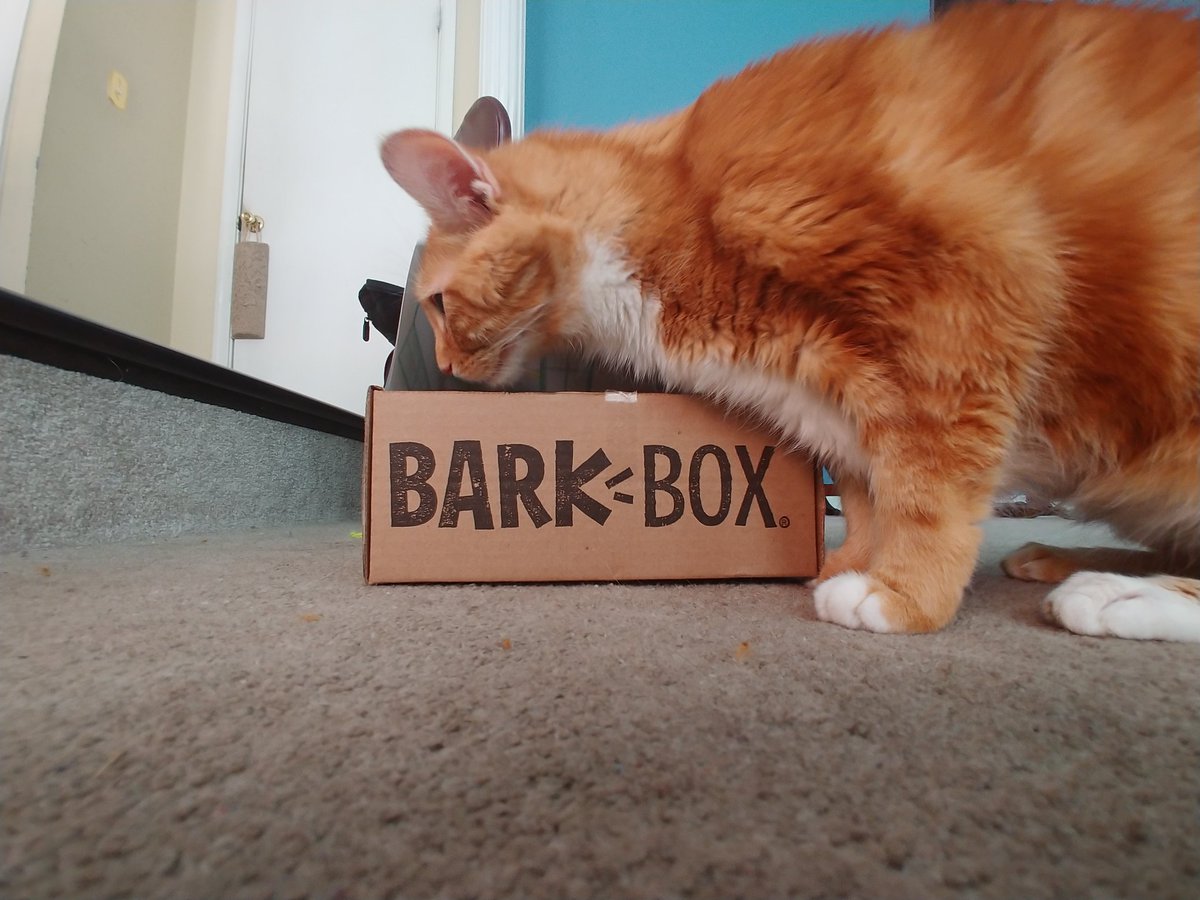 Monica Abrams tweet media