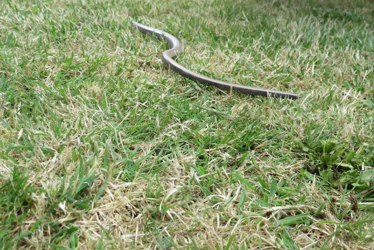 We found a slow-worm (Anguis fragilis) in the compost heap this morning! 😊
@ARC_Bytes
@BBCSpringwatch
#GardenDragonWatch
#DragonsInYourGarden
#Reptile
#Lizard
#LeglessLizard