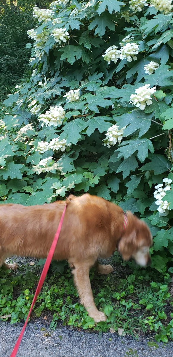 zinkdonna33's tweet photo. So many smells to sniff under the Oakleaf Hydrangeas. 👃🐾❤ #lovemygoldie #morningwalk https://t.co/VUCoYHCJPO