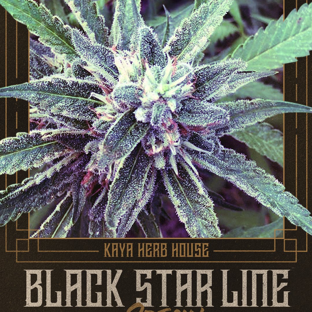 New Strain Alert! #BlackStarLine - The perfect mix of #DurbanPoison and one of your favorite Jamaican strains. Available in Kingston!