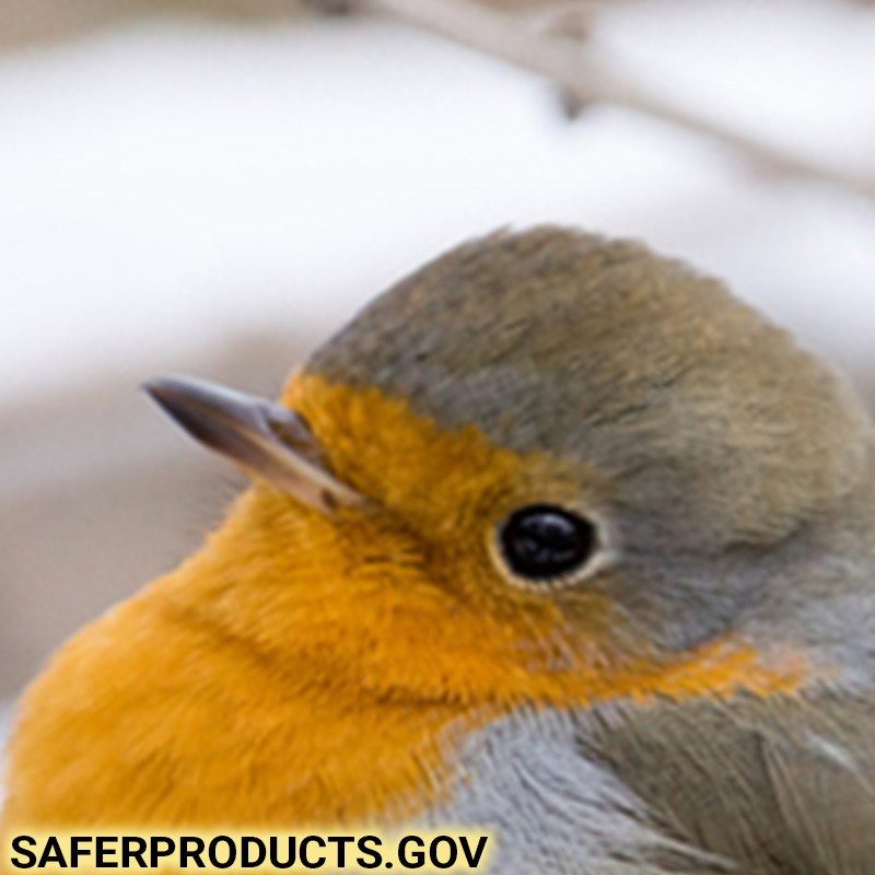 A close up photo of a european robin. The text reads: SaferProducts.gov