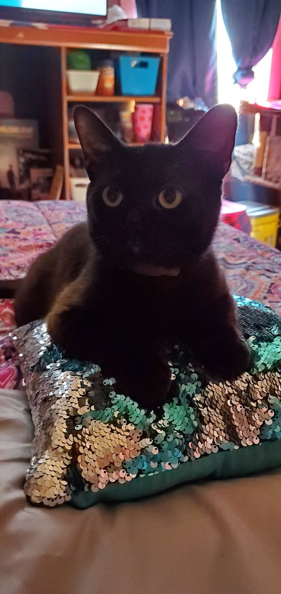 bruisedwitch's tweet photo. @LouDPhillips @YMPhillips Omen thinks the shiny decorative pillow is his. It's not... or so I thought. Silly human moment I suppose. I forgot who runs this house. 🙄😂 https://t.co/fRxmAofh86