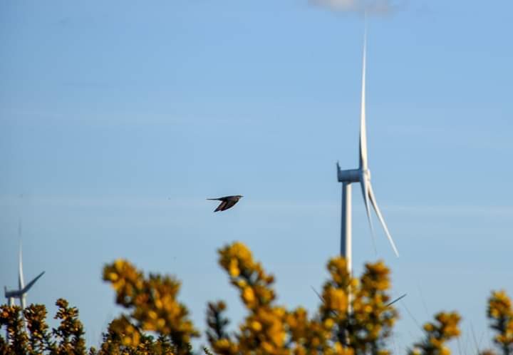 Kenneth Gallery Smyth tweet media