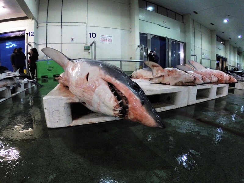 Der Kurzflossenmakohai steht am Rande der Ausrottung! Stoppen wir den Fang jetzt gibt es eine 50:50 Chance für die Erholung der Bestände bis 2045. Wir appellieren an alle Regierungen, Fischereien &amp; Einzelhändler: Lasst uns JETZT gemeinsam handeln! #makeorbreak4makos #stopfinning