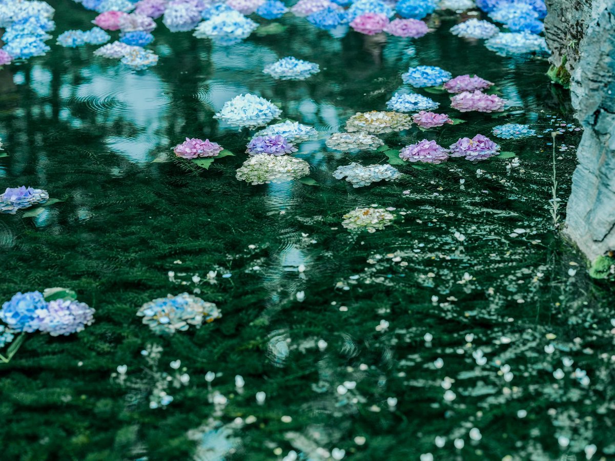 横尾 涼 Photoli 大阪の久安寺にある水に浮いた紫陽花 水に浮かべるって発想好きすぎるんだよな 今年もやるのかなぁ T Co 363imzkhsv Twitter