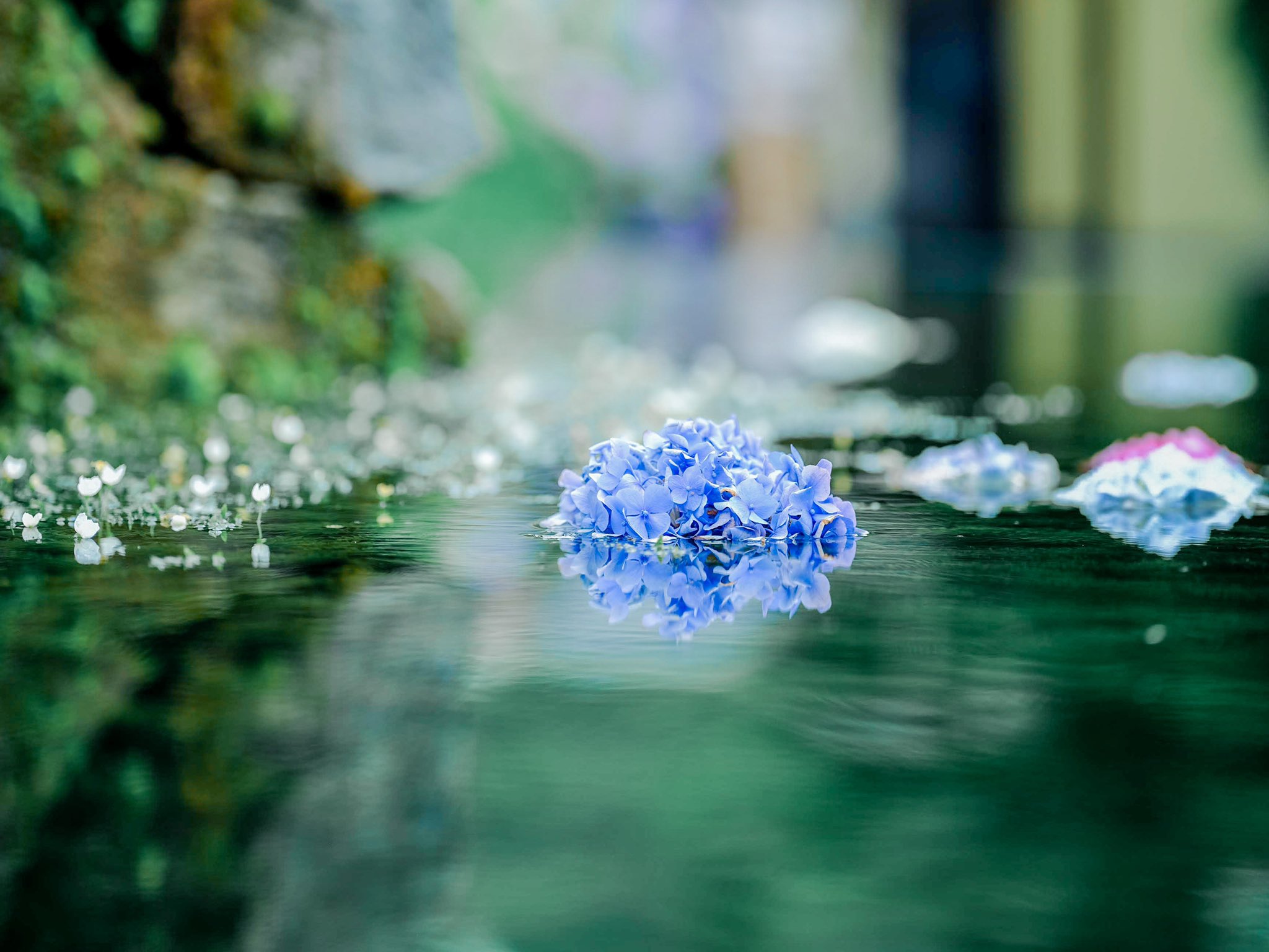 横尾 涼 Photoli 大阪の久安寺にある水に浮いた紫陽花 水に浮かべるって発想好きすぎるんだよな 今年もやるのかなぁ T Co 363imzkhsv Twitter