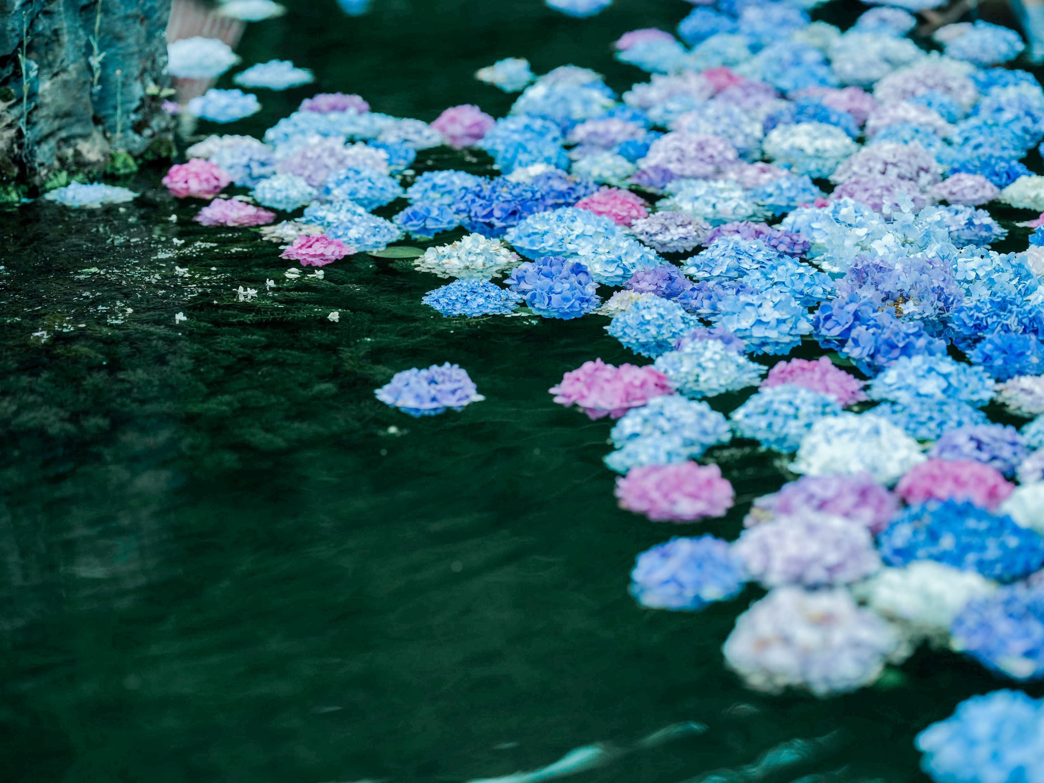 横尾 涼 Photoli 大阪の久安寺にある水に浮いた紫陽花 水に浮かべるって発想好きすぎるんだよな 今年もやるのかなぁ T Co 363imzkhsv Twitter