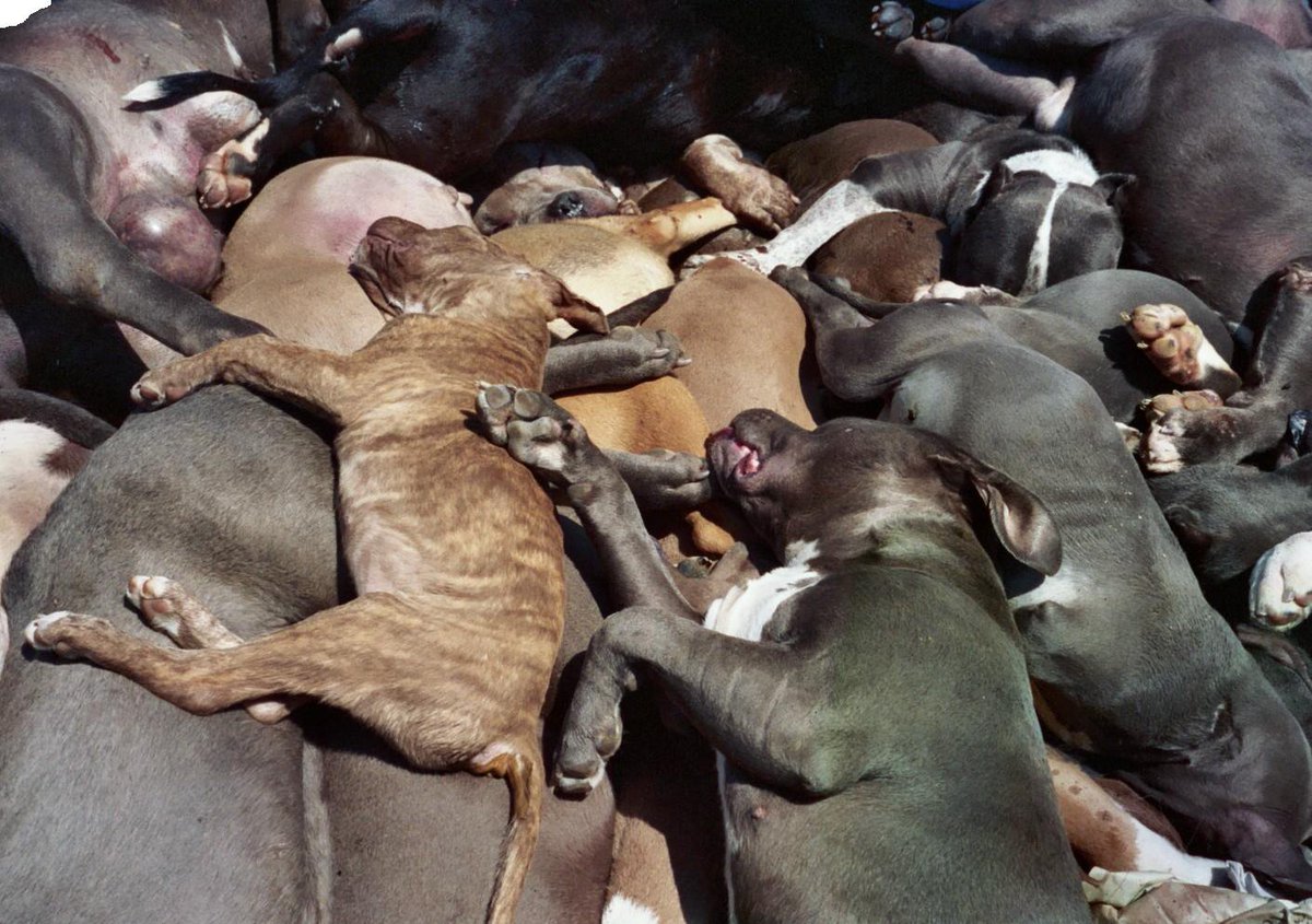 richphresh's tweet photo. You see these dogs??Yeah they are for my crush..I killed them..me as you dey see me like that I dey hate unlawful barking.. the story behind how I killed Dem koraaa dey funny me🤣🤣😂buh I no go waste my time tweet so say u guys go come comment #Tooli .just come my hood come biz https://t.co/uBiW20zlki