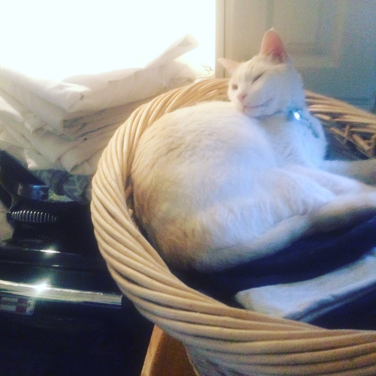 katelordbrown's tweet photo. Every time. #cleanwashing #Caturday https://t.co/sX7bmxtSNa