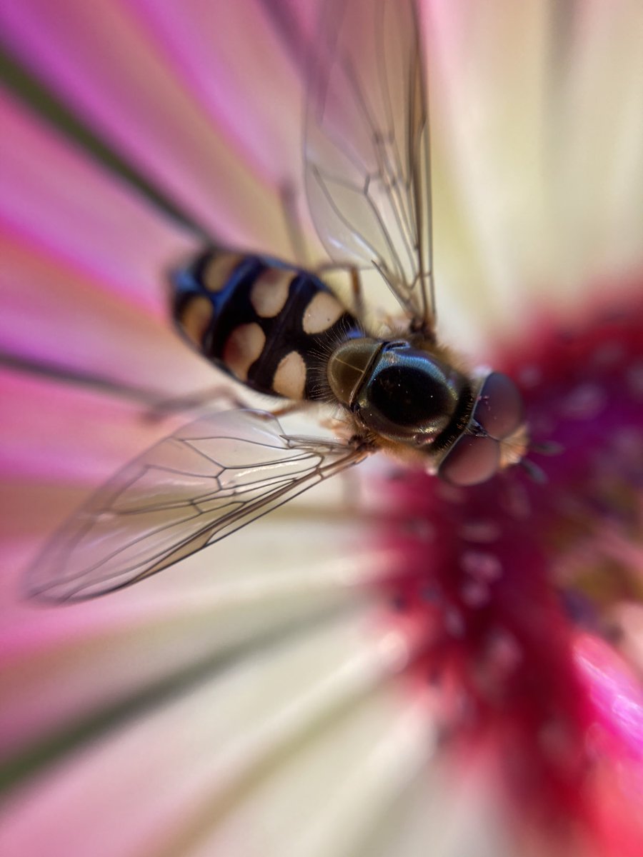 WorldNannys's tweet photo. Practicing Macro skills. Caught on the Livingstone Daisys #gardenuk #gardeners #flowers #macro #macrophotograpy #macro_vision #macro_captures_ #macrophoto #bugstagram #bugslife #hoverfly #aphids #nannysgardenworld https://t.co/dJ3dRBxF4L
