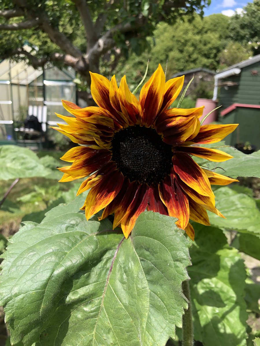 AllotmentYear's tweet photo. #allotment #sun #allotment #sumflower https://t.co/NbZ5OkFKC9