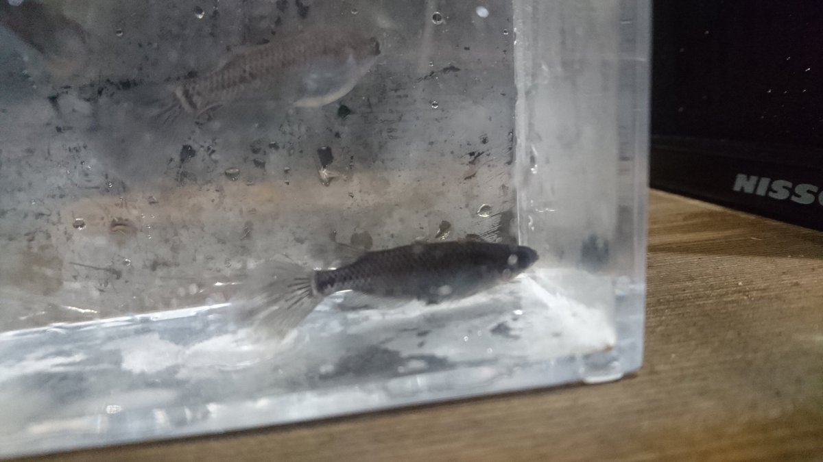 金魚亭 グッピー入荷 嘘です 黒系系のヒレ長めだかです めだか めだか販売 千葉県 富里市