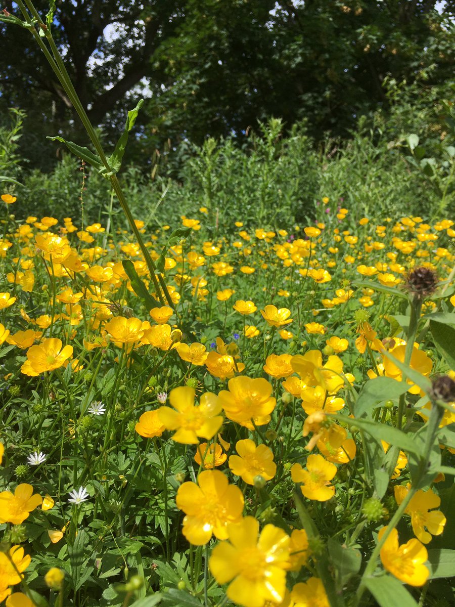 Ventured out of my garden today. Wild! Went down the greenway and around our local SANG. Hard to believe this used to be an army garrison. Now it uses sustainable urban design to provide habitats for people and wildlife. #30DaysWild