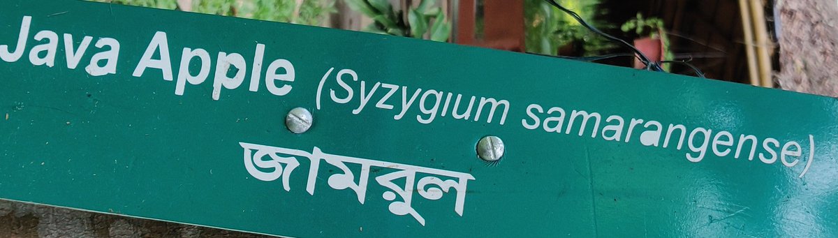 s_singh_ifs's tweet photo. Well, the #fruit is commonly known as #WaterApple/#RoseApple/#JavaApple/#WaxApple but hardly tastes or has the fragrance or density of an #Apple. It is odourless, puffy & very watery. Syzygium samarangense has its origins in the #MalayPeninsula and the A&N Islands. https://t.co/bMO84BMARF