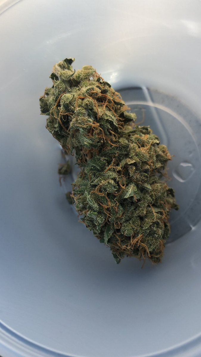 tcal114's tweet photo. Little gift for my work friend who’s also a fantastic employee! #weed #earlyqueen #homegrown https://t.co/xuPdKDOMUN