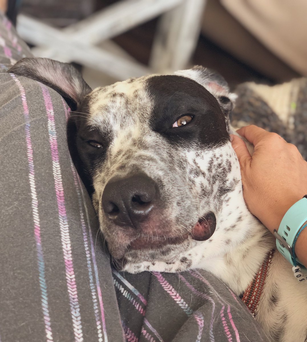 Orbit The Mutt tweet media