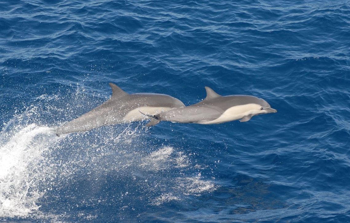 FinsandFluke's tweet photo. Dolphin_Project: Happy weekend #DolphinDefenders! ๐ฌ Are you interested in joining #TeamDolphinProject as a volunteer activist? Consider what your area of expertise is, and how can can you use it to help dolphins! See our current volunteer opportunitiโฆ https://t.co/ToWko0eMX2