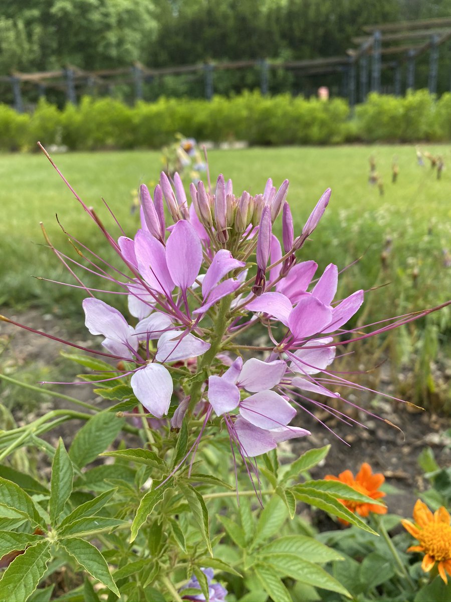 LauritzenGarden tweet picture