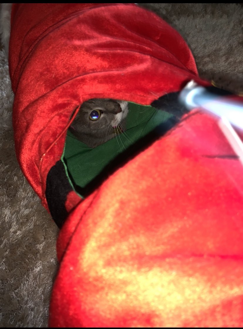 Krl6x's tweet image. Our beautiful precious kittens for #Caturday #princesspoppy👑 #princessdaisy👑💖💖😍😍🥰🥰 #thebestkittens🐱🐱