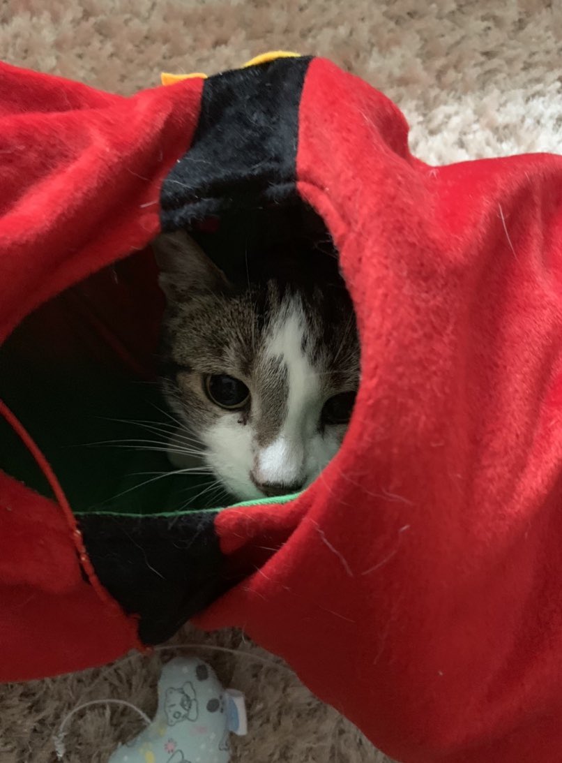 Krl6x's tweet image. Our beautiful precious kittens for #Caturday #princesspoppy👑 #princessdaisy👑💖💖😍😍🥰🥰 #thebestkittens🐱🐱