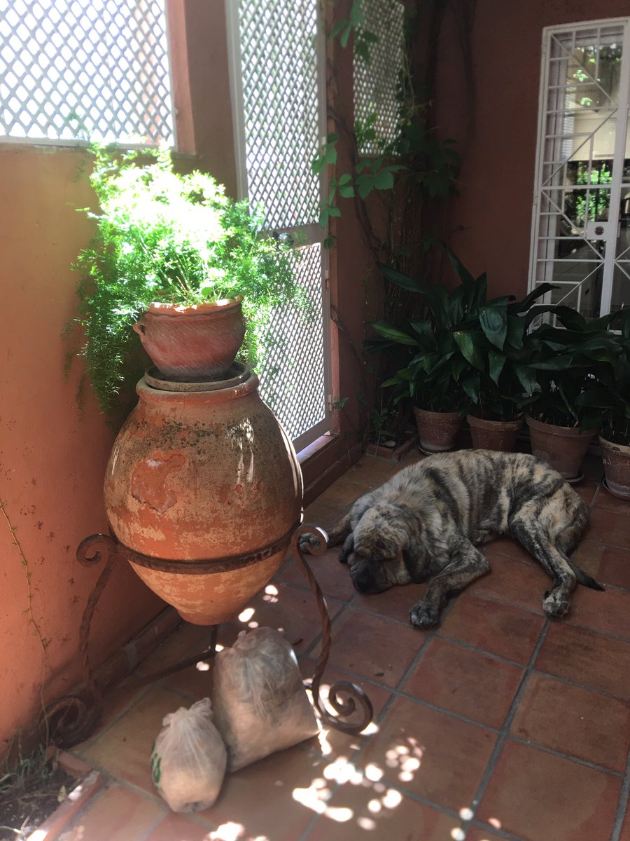 Andamos ya por el 43 de Mayo, y después de llevar toda la primavera pasándole el furminator y el cepillo de púas, Pyro sigue despeluchando y vuelve, de nuevo, a llenar dos bolsas de pelo completas
¿Es que los Mastines no se saben los refranes?
Al menos, hoy sesteará más fresquito