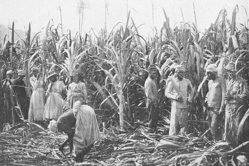 But Britain continued to get its sugar from the Carribbean and South America. Cuba & Brasil remained slave states, and British Guiana & Trinidad used a system of indentured labour.British-owned sugarcane plantations & labour practices fed the Caribbean's poverty & dependency./6