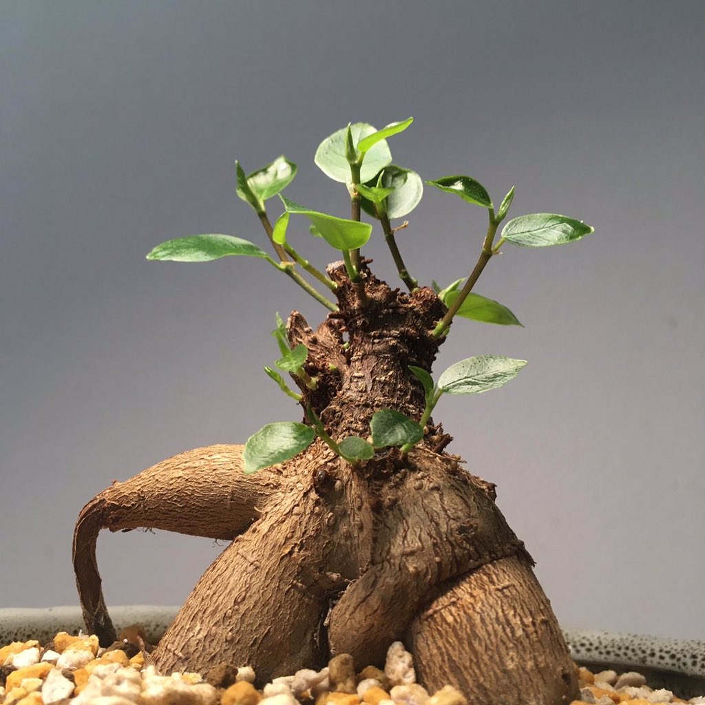シュー兵 ガジュマルを丸坊主にして３週間 新芽がグングンと加速度を増して成長中 ガジュマル 観葉植物