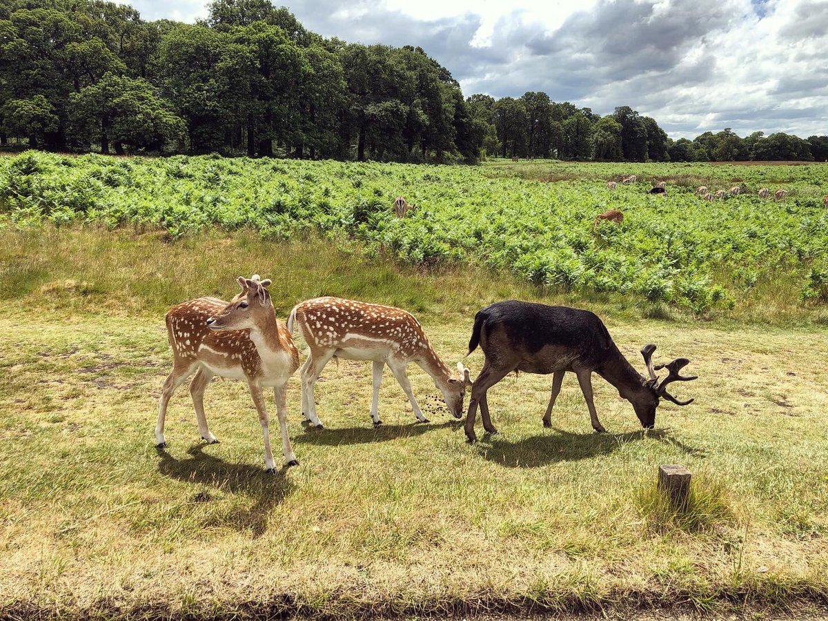 HannahVaughan91's tweet photo. Bit of a wander around Richmond Park 😎🦌🦆 #8miles #picnic #willwalkforicecream #deer #duckattack https://t.co/ecGGLRyEv0