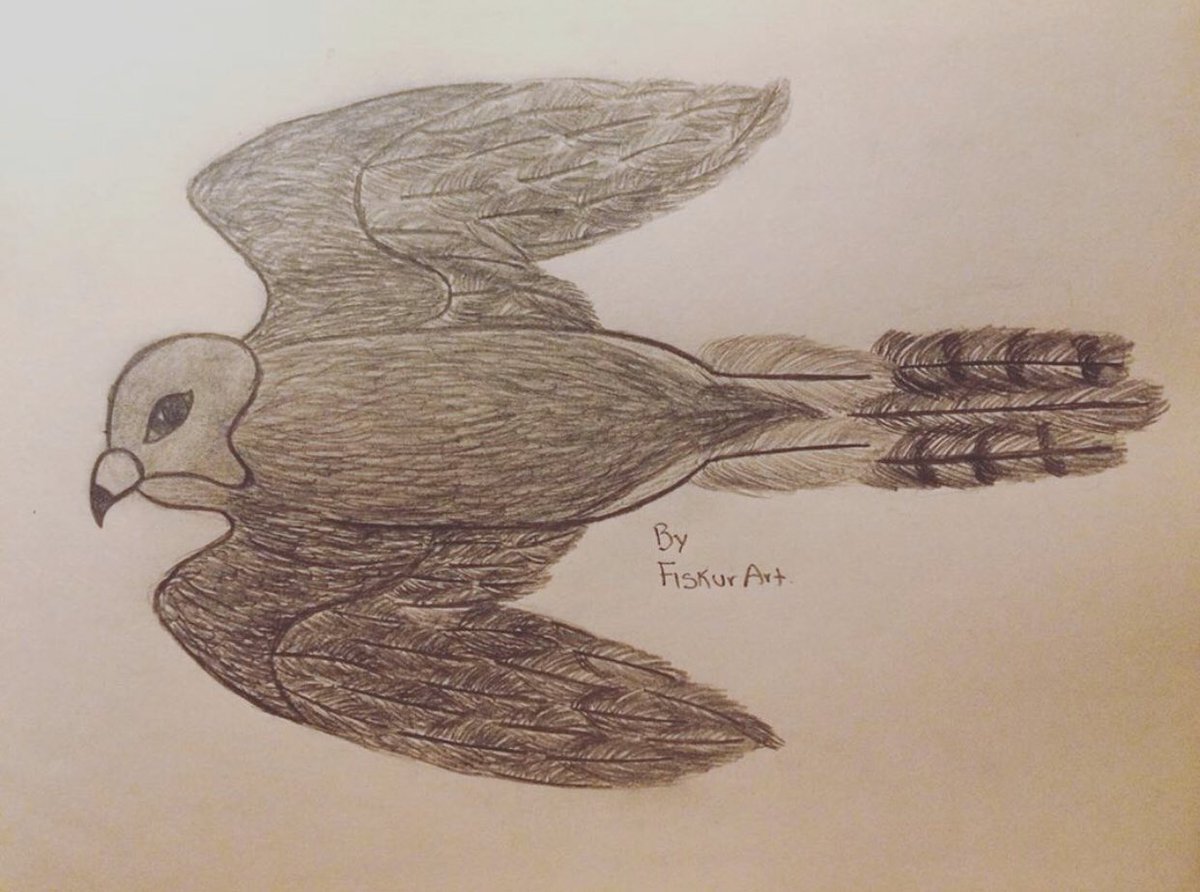 Fiskurart's tweet photo. Here it is, my first bird in pencil, a hawk🦅 I know I can do it better😅 I think that my next drawing is going to be an owl 🤔 
✨Tags: #hawk #blackandwhite #pencildrawing #bird #firstbird #FiskurSupport https://t.co/xPhprEx21w