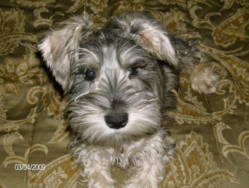 Freebird222Y's tweet photo. #pets @cam761 You know how you always think your pet is the cutest...I still think I win lol.. Harley Davidson (11yrs old now) even dogs get grey... #memorylane #SchnauzerGang #dogsoftwitter https://t.co/VTjN77d6z2