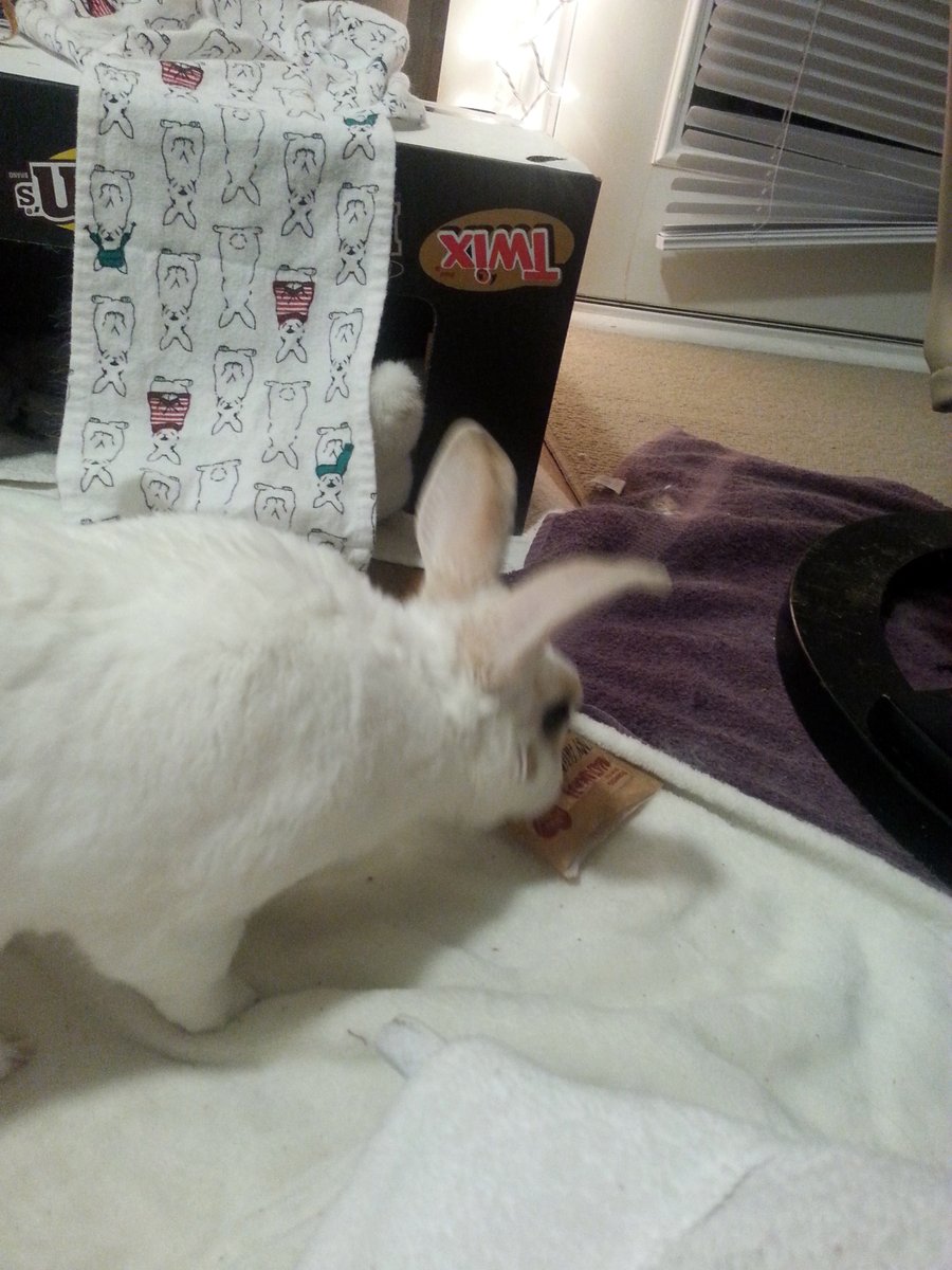 floorsharkmomma's tweet photo. "Mommy dropped the tweat bag! Dis is the worst time to not have thumbs!" THUMP!!! #bunproblems
#CloverRex #rexbreed #houserabbit https://t.co/vDVk0jEfMV