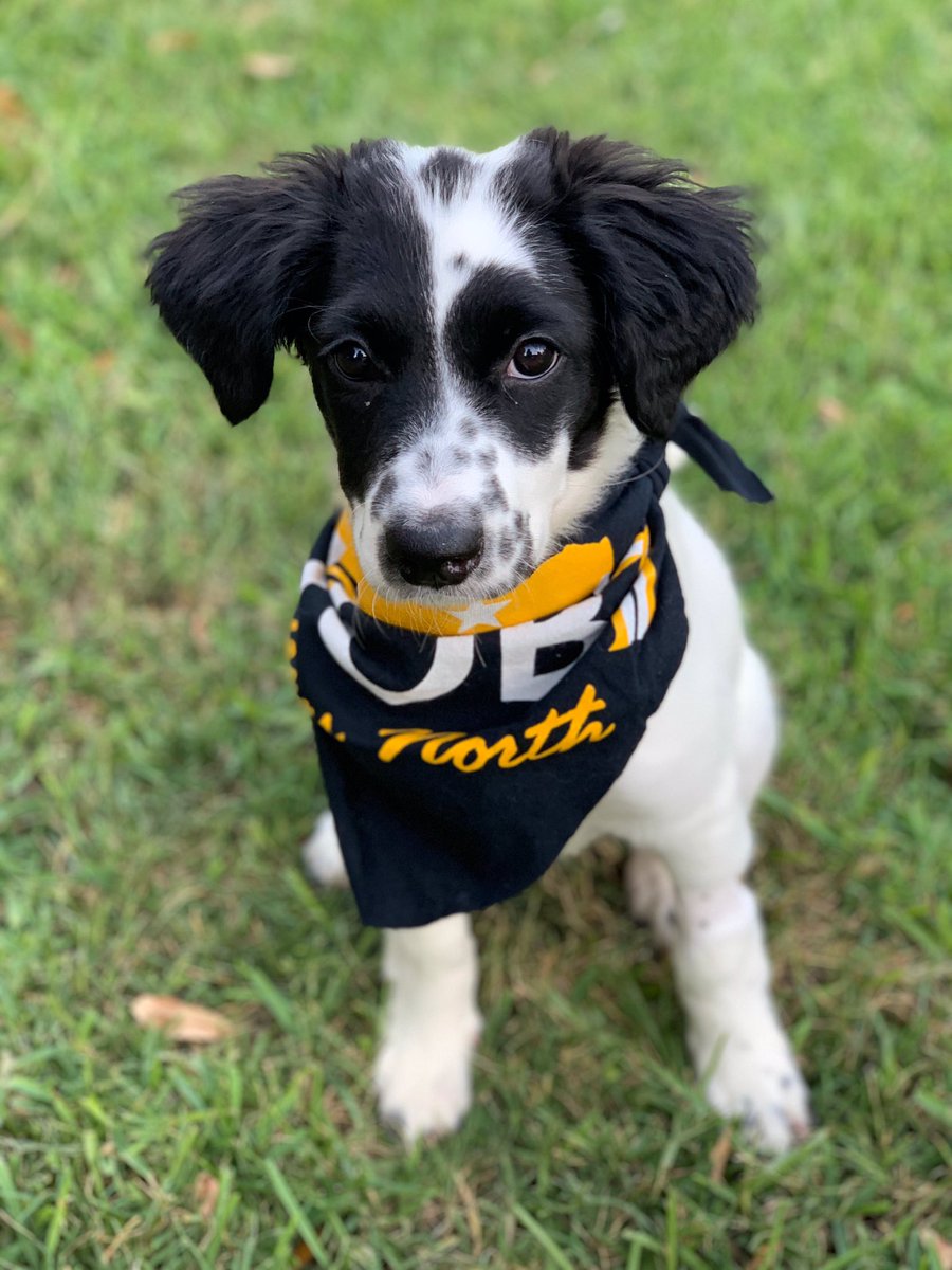 lisatwalsh's tweet photo. HEY HOBY! @hobytxn has a new mascot! Meet Penne ❤️ https://t.co/XXEl4G2j6N