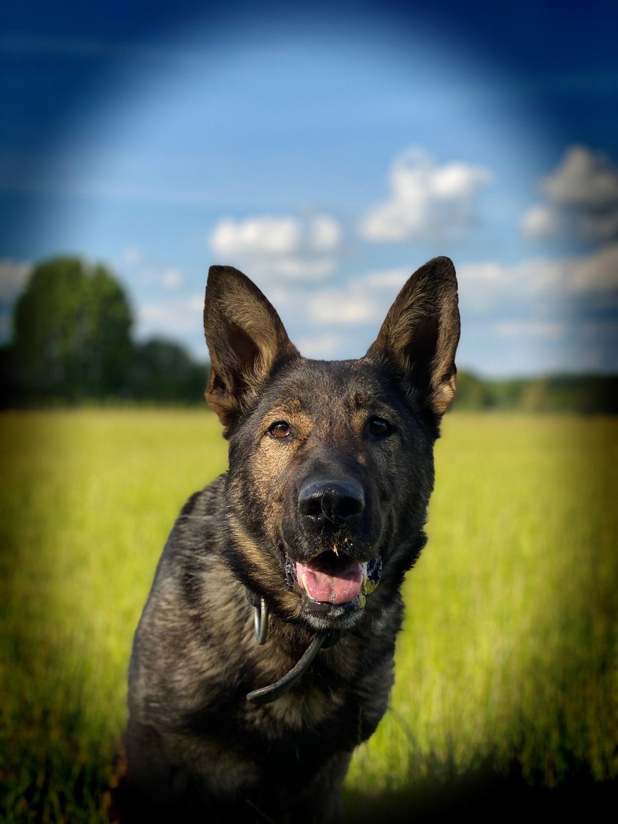 Here’s hoping all our officers, dogs and horses come home safely from today’s demonstrations 🐾🐴👮‍♂️👮🏻

#FinnsLawPart2 #FinnsLaw #FabulousFinn #Police