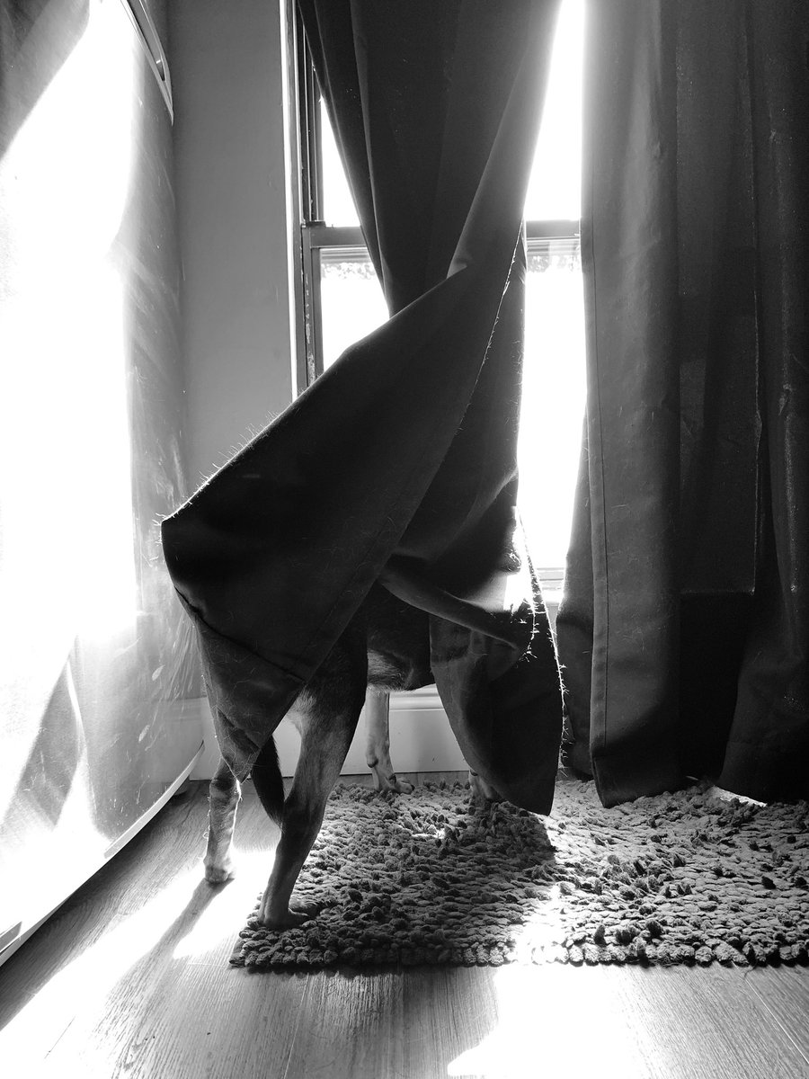 maynardZblackw1's tweet photo. So, this is what I walked into. #SaturdayMorning #crazydog #doglife https://t.co/4DacVhQEEb