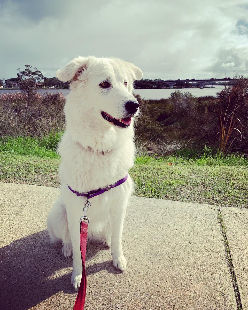 BeeBabette's tweet photo. Thesis break to talk #zephyrthemaremma for #walkies along @canningriverpark ☺️
#thesisbreak #maremma #phdlife #thesisbuddy #canningriver #perthisok #dogwalk #riverwalk #winter #dogsofinstagram #dogsoftwitter #prettydog https://t.co/Zf1qHHOn0U