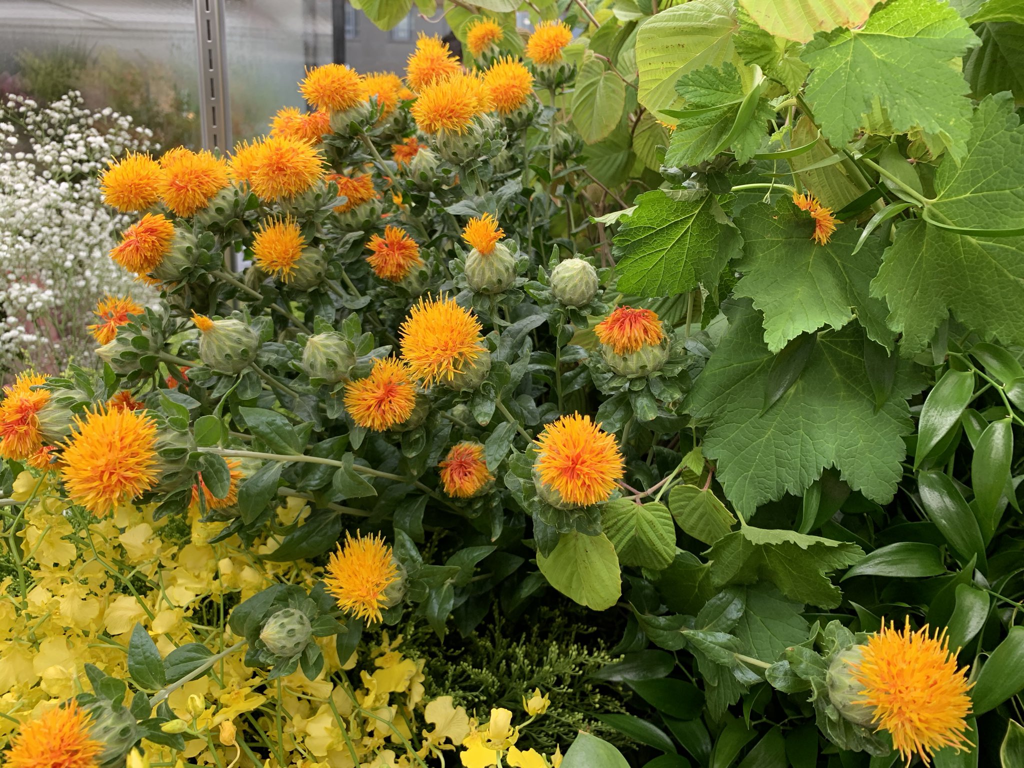 横山泰史 ヨコちゃん 全国に笑顔を届ける花のモナミという花屋 今日のお花 のお届けです 本日6月13日は ベニバナ 花言葉 特別な人 ポンポンとしたオレンジ色のお花を咲かせてくれる紅花はこの時期にお花屋さんを彩ってくれます 種から取れる紅花油