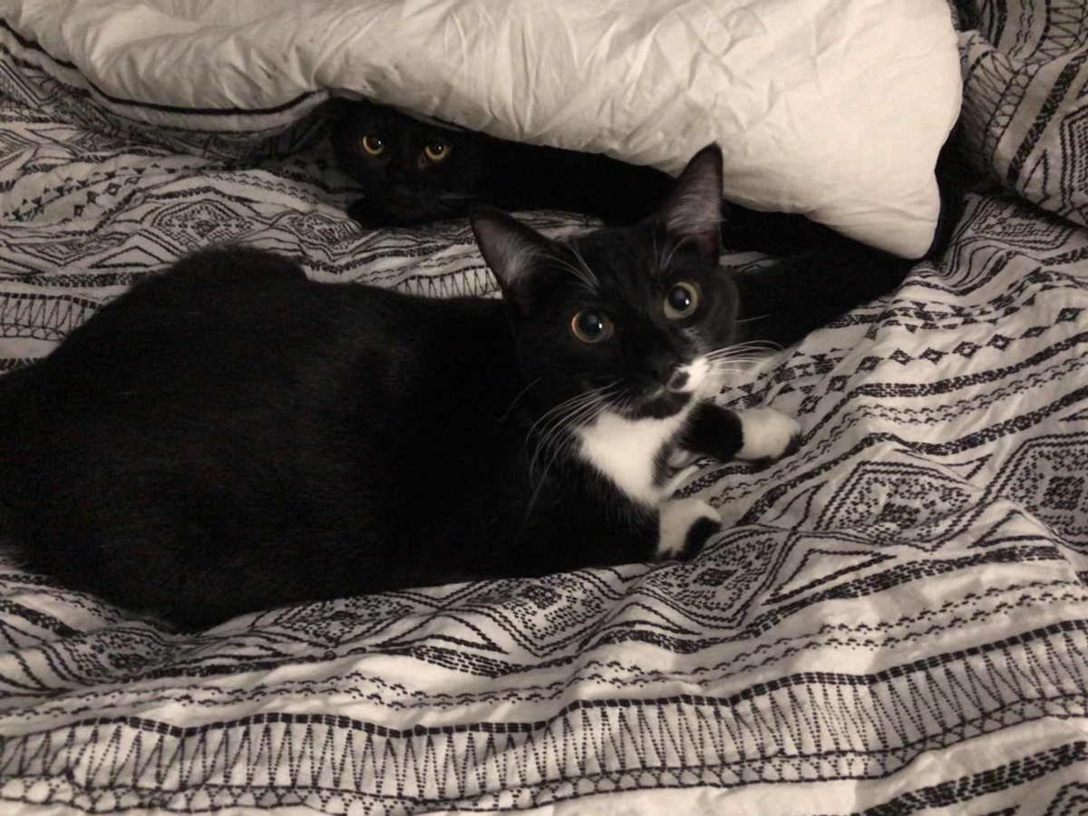 I just wanted to take a nap... 🤷🏻‍♀️ 

#caturday #caturdaymorning #caturdaycuties #catsofinstagram #blackcats #CatsOfTwitter