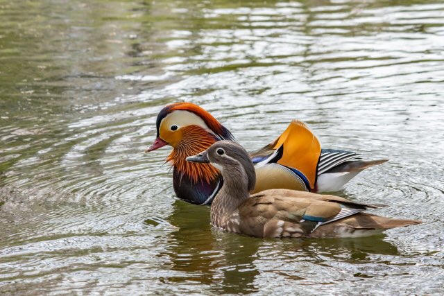 唐司 誠 行政書士 さいたま市 お疲れ様でした 今日は楊貴妃の命日とか 756 天に在らば比翼の鳥 地に在らば連理の枝 とならん 長恨歌では楊貴妃が玄宗皇帝への想いを比翼連理の言葉で 傾国の美女と称された彼女の想いは皇帝に届いたのでしょうか