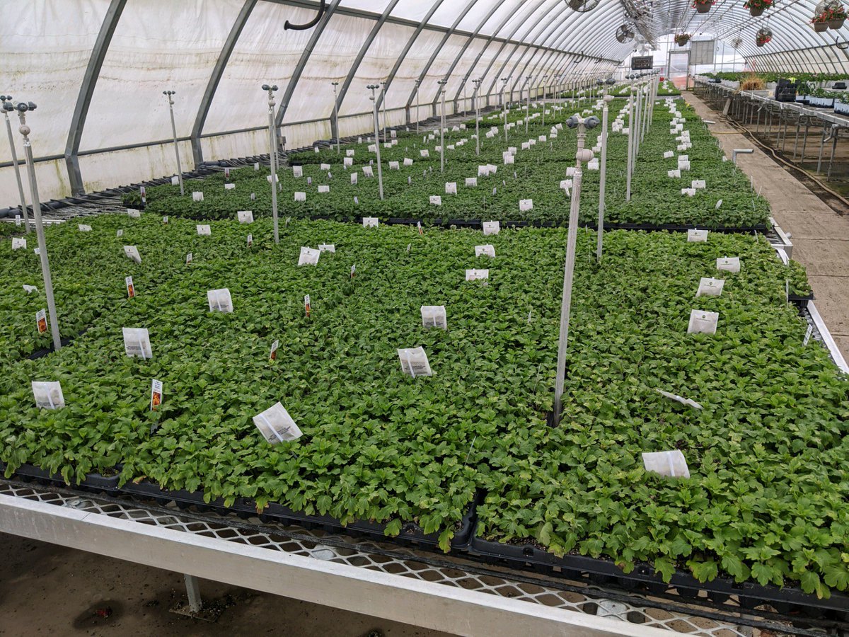 RVBioControl's tweet image. Many Mum cuttings are started in June. Now is the time think about pest problems and preventing them, using BCAs and pro active dipping before sticking them. cuttings in the picture were dipped and every plug tray has a sachet with A.  cucumeris. Like to learn more? @BioWorksInc