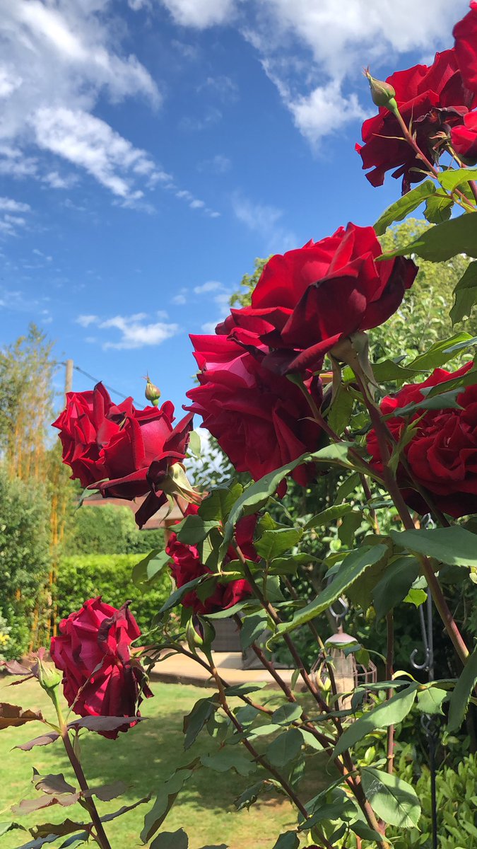 Aroon Lal tweet media