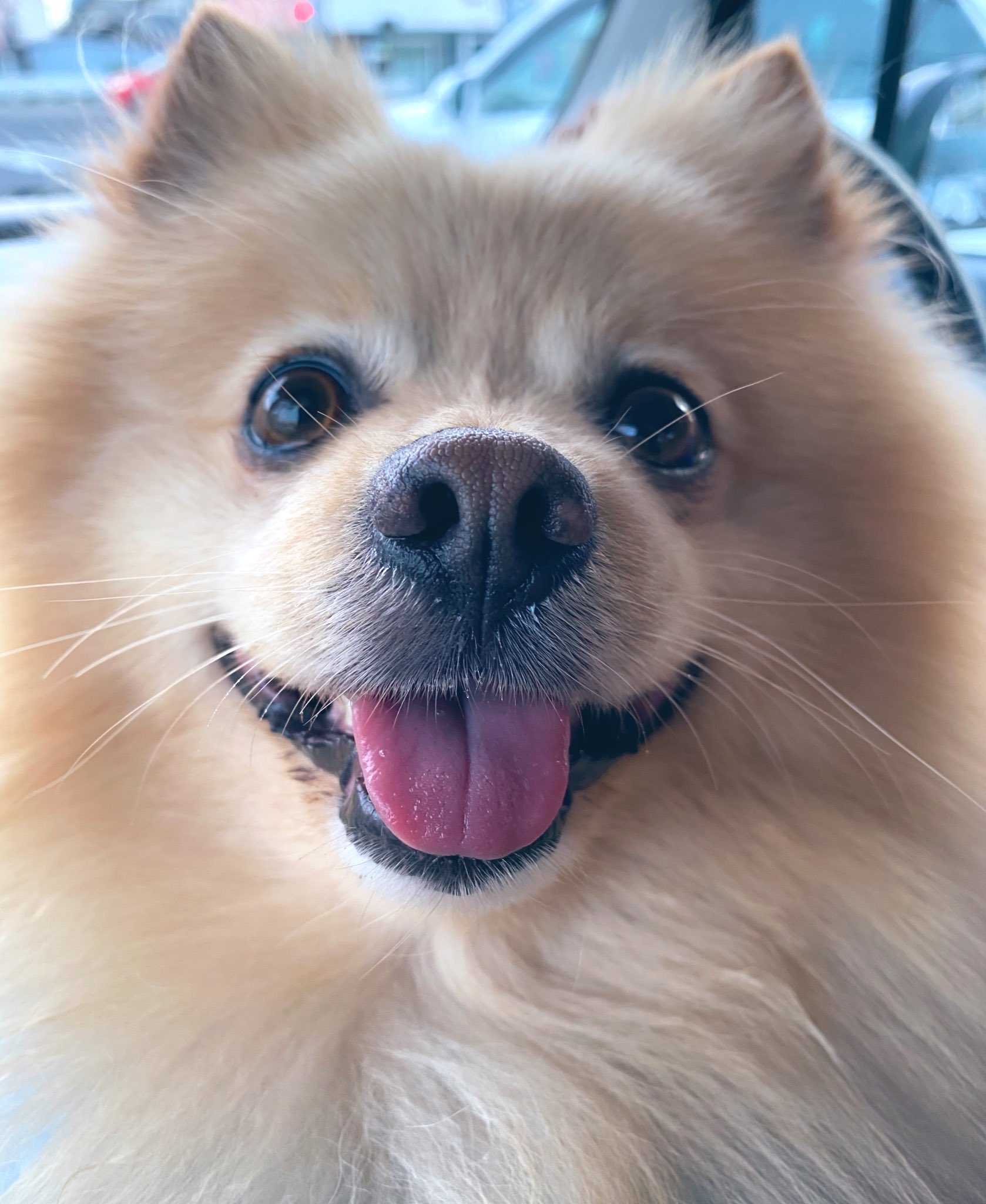 わたあめ犬 Twitter Search Twitter