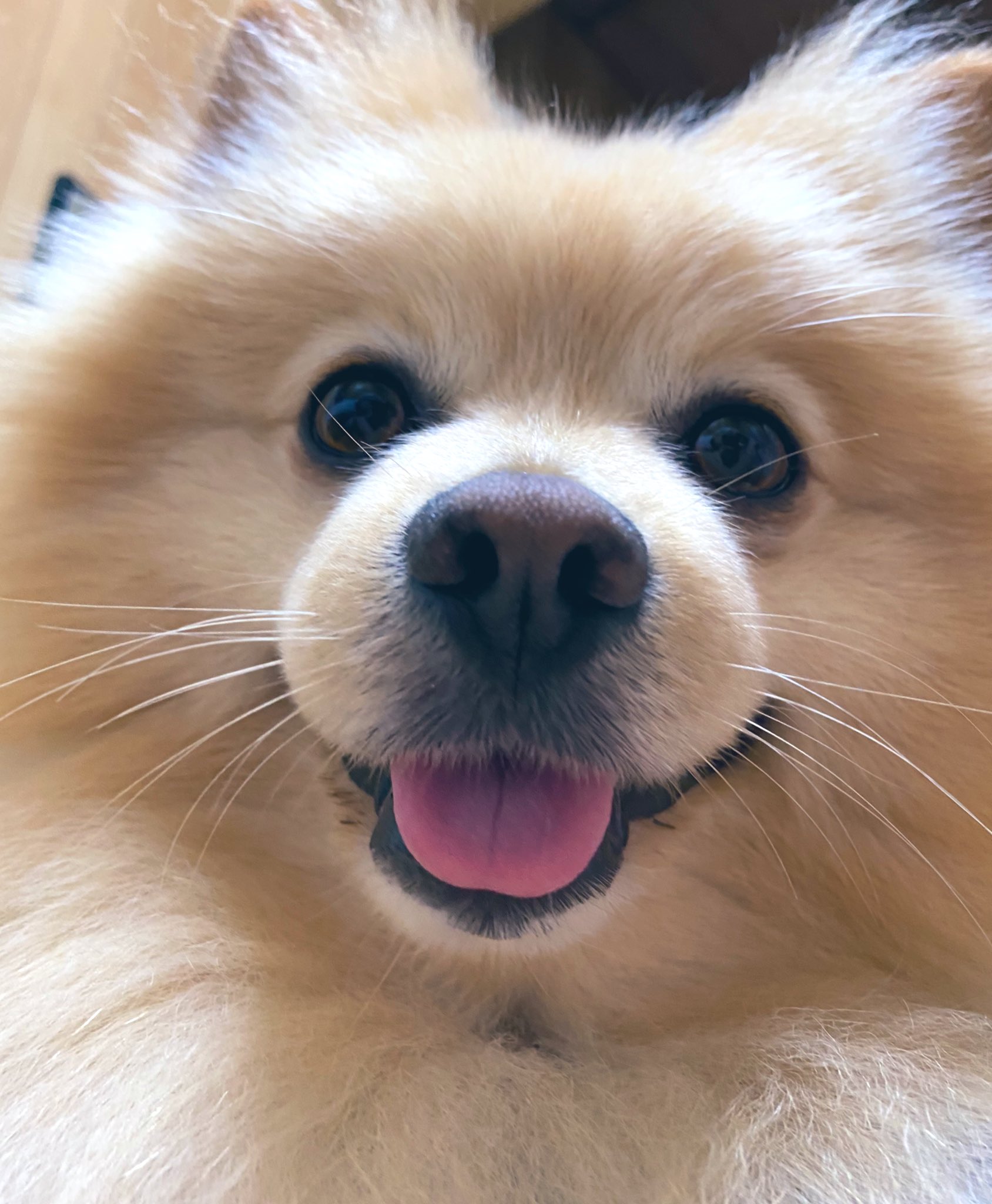 わたあめ犬 Twitter Search Twitter