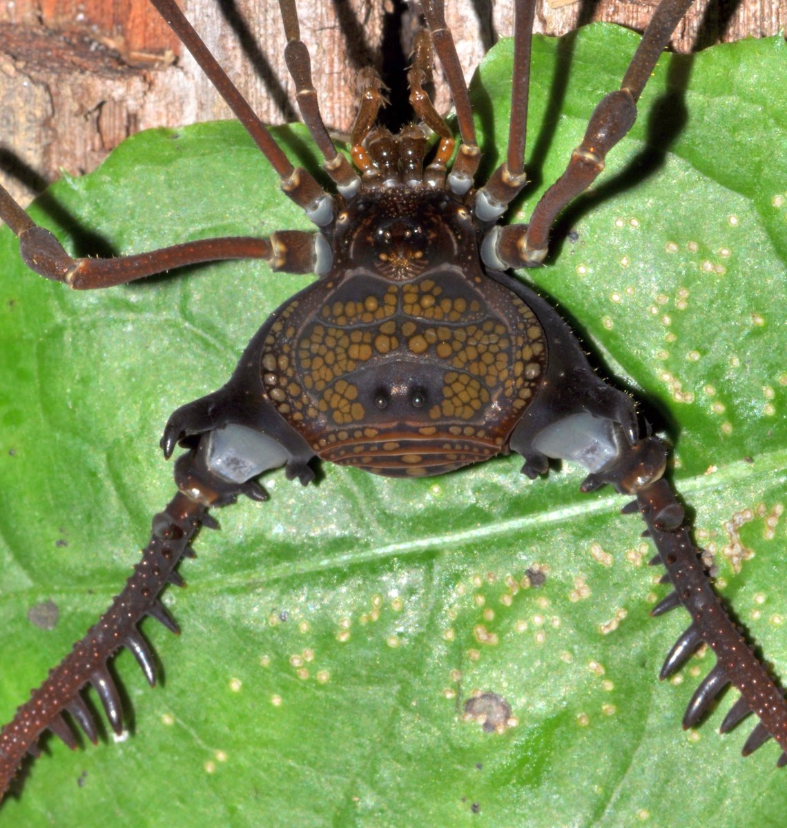 This remarkable creature is a Gonyleptellus angeloi #harvestman, &amp; the first one to be posted to iNat - it's our Observation of the Day! Seen in #Brazil by adrik29.

More details at: inaturalist.org/observations/4… #OOTD #arachnology #nature #biodiversity #besidesus #opiliones #arachnids