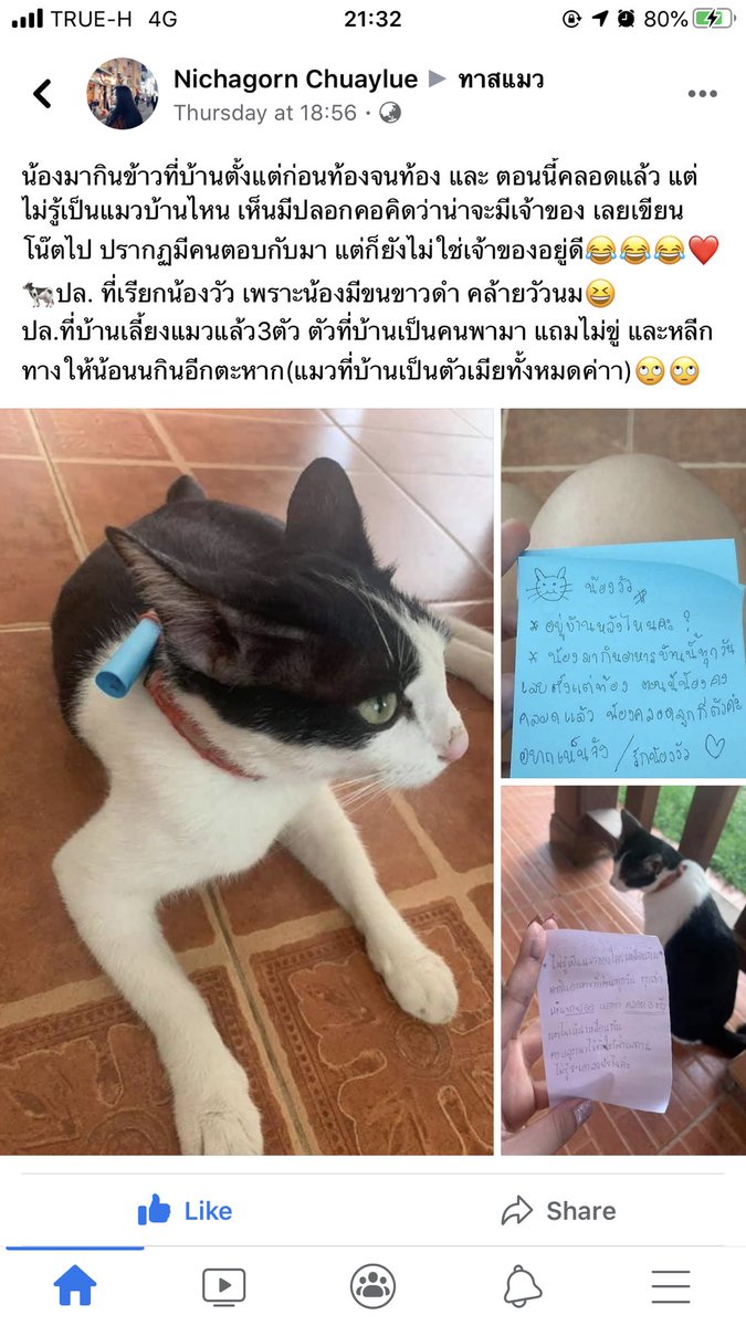 ไอหนมหม๋าตัวโปรดของเธอ tweet media
