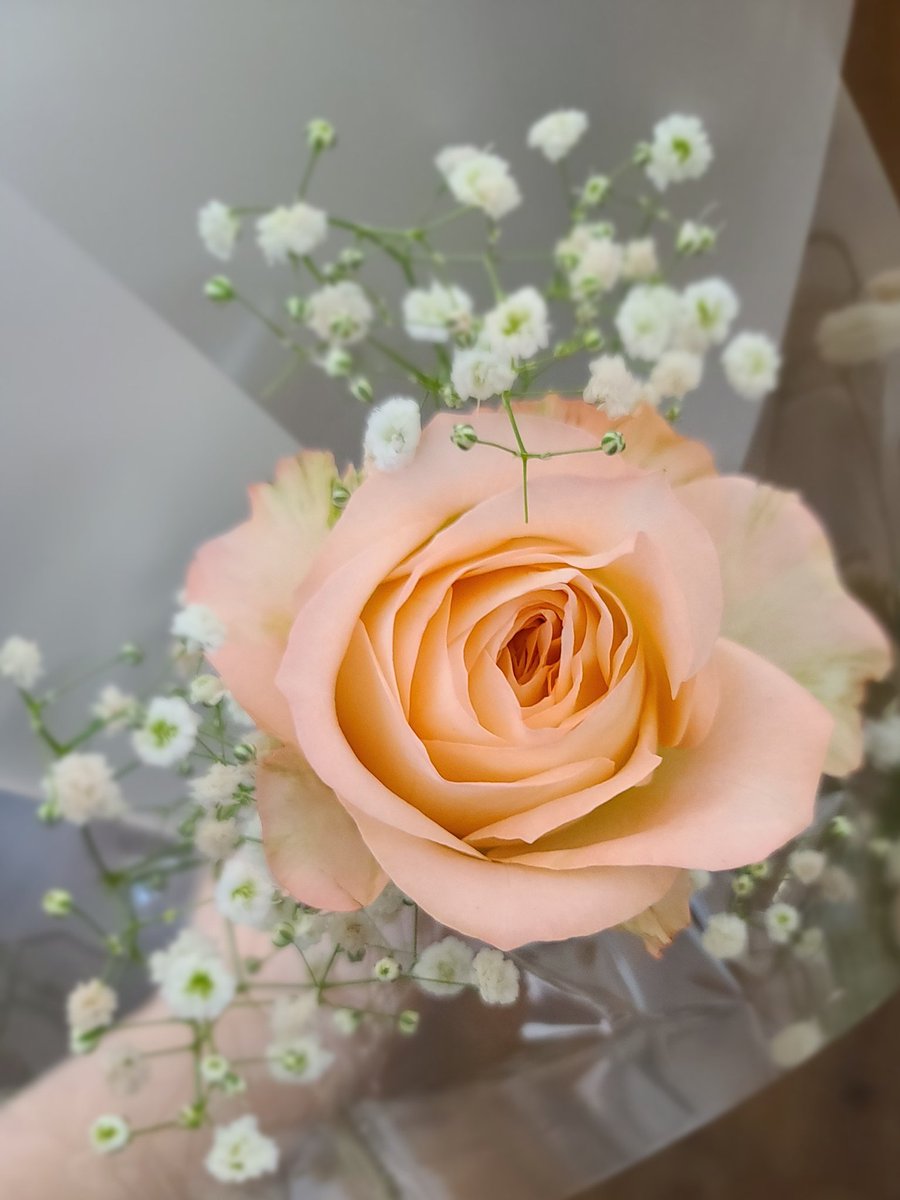 유화의 정원 (@DMF_flower) | Twitter