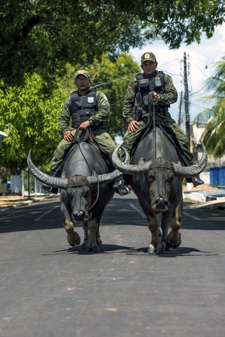 Mindelbrot's tweet photo. @rickygervais These police in Soare, Brazil  seem to have it sussed. Look at the face of the water buffalo on the right. No-one is messing with him. https://t.co/lsZNGg2HqU