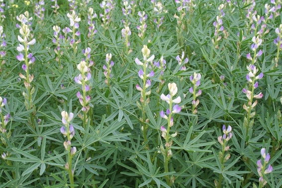 jwerisman's tweet photo. #biodiversboeren (21) Lupine opnemen in het bouwplan is goed voor de #bodem: het legt #stikstof vast en het vergemakkelijkt de beschikbaarheid van #fosfaat voor de gewassen erna. lupinebonen zijn heel geschikt voor menselijke consumptie. https://t.co/SBXIgLmGQO