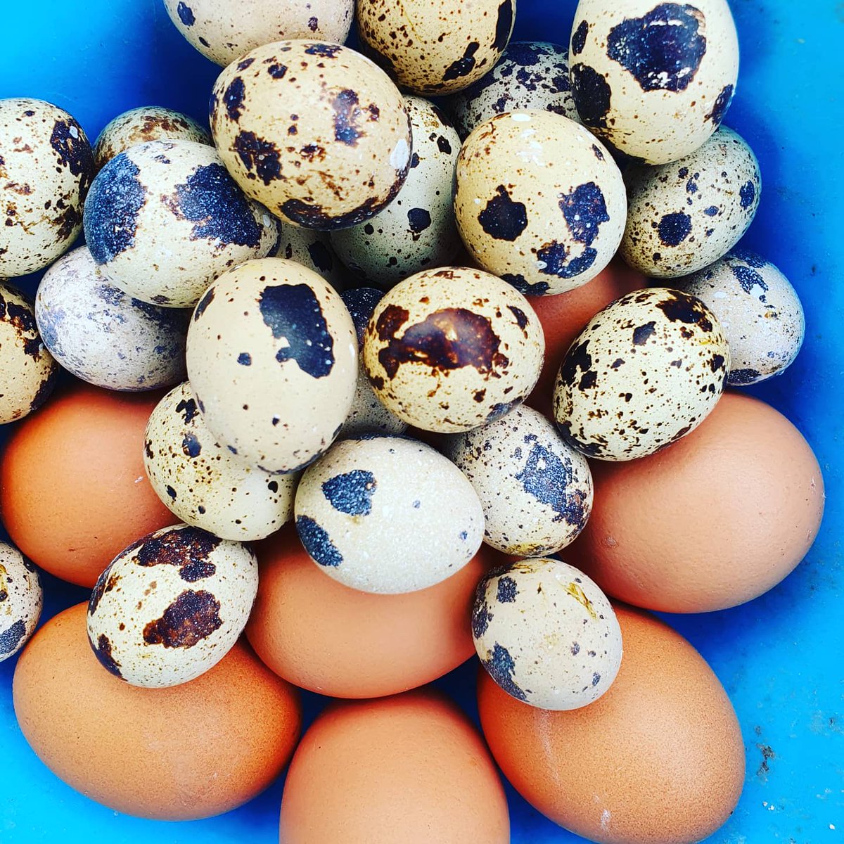 LoveQuail's tweet photo. Minding my own business thinking what great colours.. when sticky beak comes along to see what's occurring!

#nosyclucker #chickeninspo #quailinspo #quaileggs #quail #cotswoldfood #glosbiz #bredonhill #coturnix #pickledeggs https://t.co/haVlgeLlBX