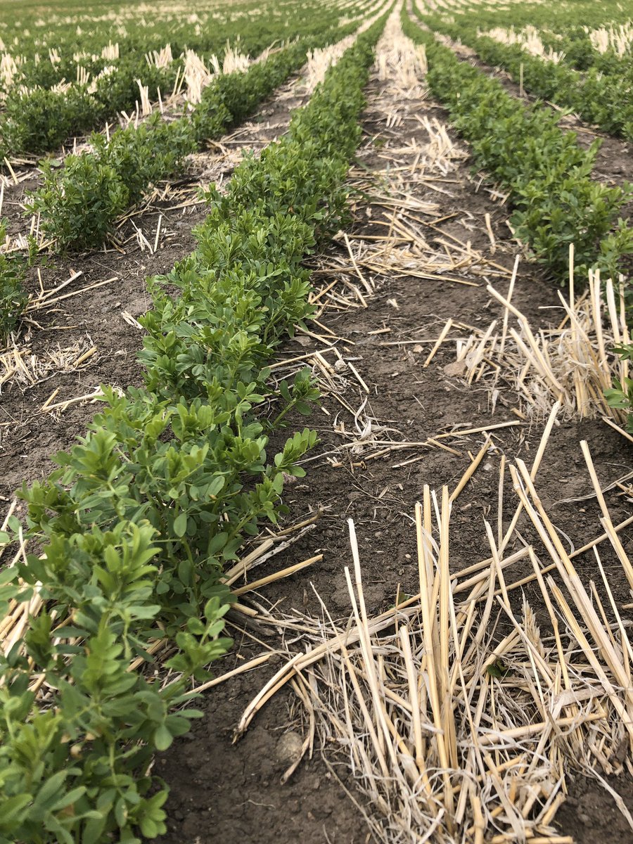 douggomex's tweet photo. Looking good even with it being super dry &amp; crazy windy. #TPA #nutriboost #boron #omex #PDHG Farms https://t.co/cI0Lx2Ulfo