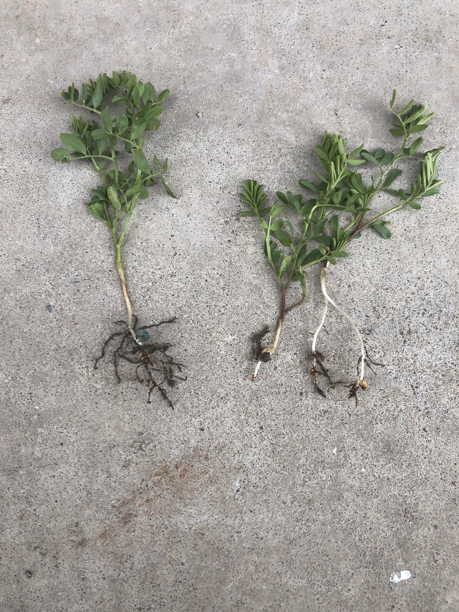 douggomex's tweet photo. Looking good even with it being super dry &amp; crazy windy. #TPA #nutriboost #boron #omex #PDHG Farms https://t.co/cI0Lx2Ulfo